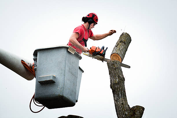 Best Stump Grinding and Removal  in Martindale, TX